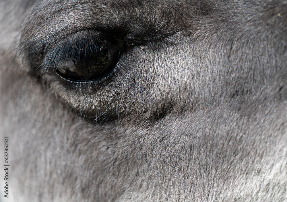 Fototapeta premium closeup of an alpaca eye