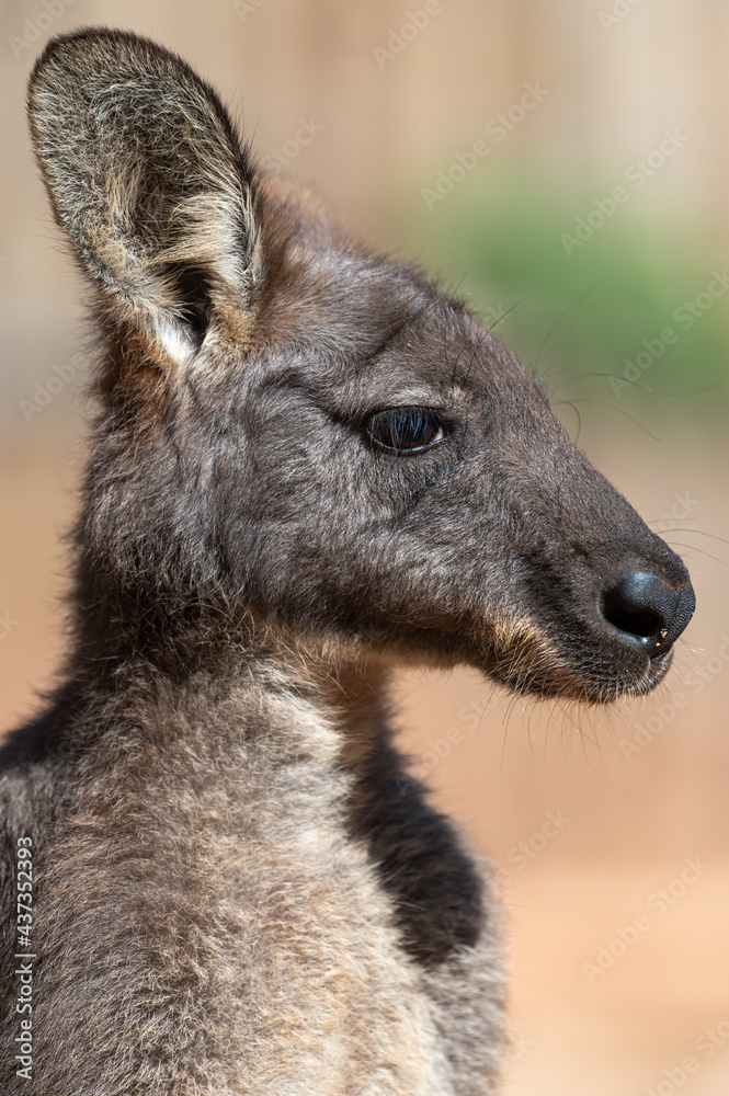 Fototapeta premium the closed-up kangaroo outdoor portrait 