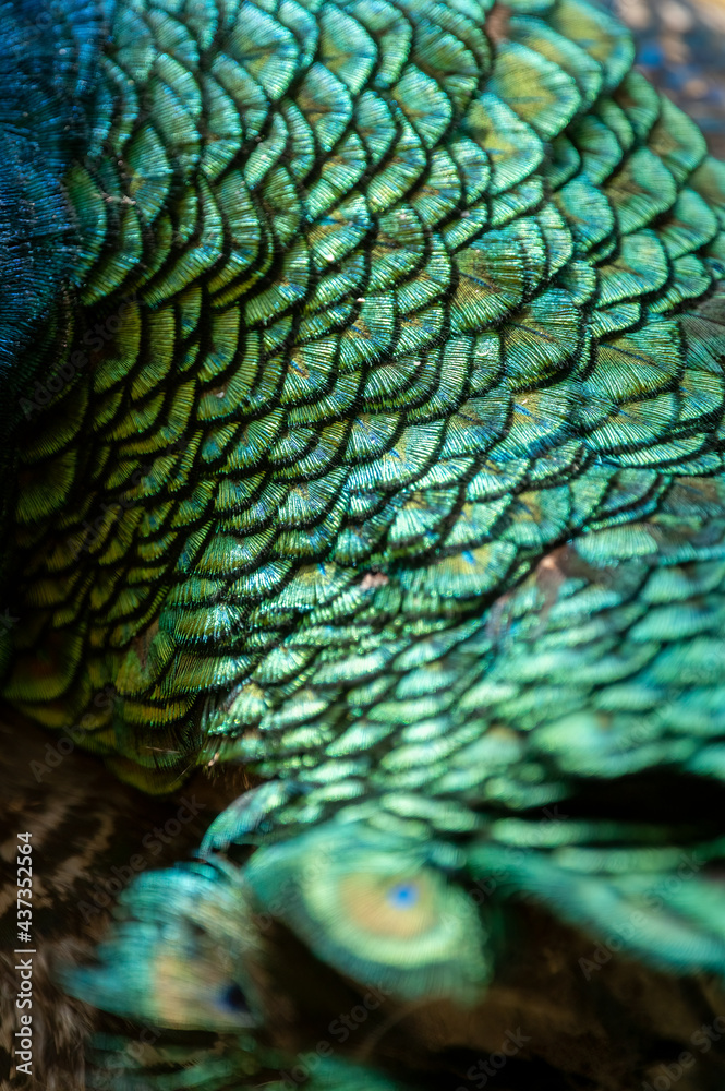 Obraz premium vivid colorful peacock feather background