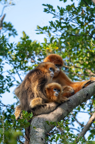 A Golden Monkey family on trees