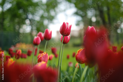 A red tulip flower blooms on a green background in the park. Spring flowers Tulips after rain with water drops on the petals
