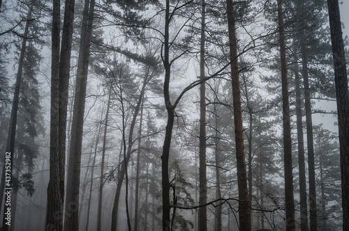 morgendlicher Nebelspaziergang im Wald