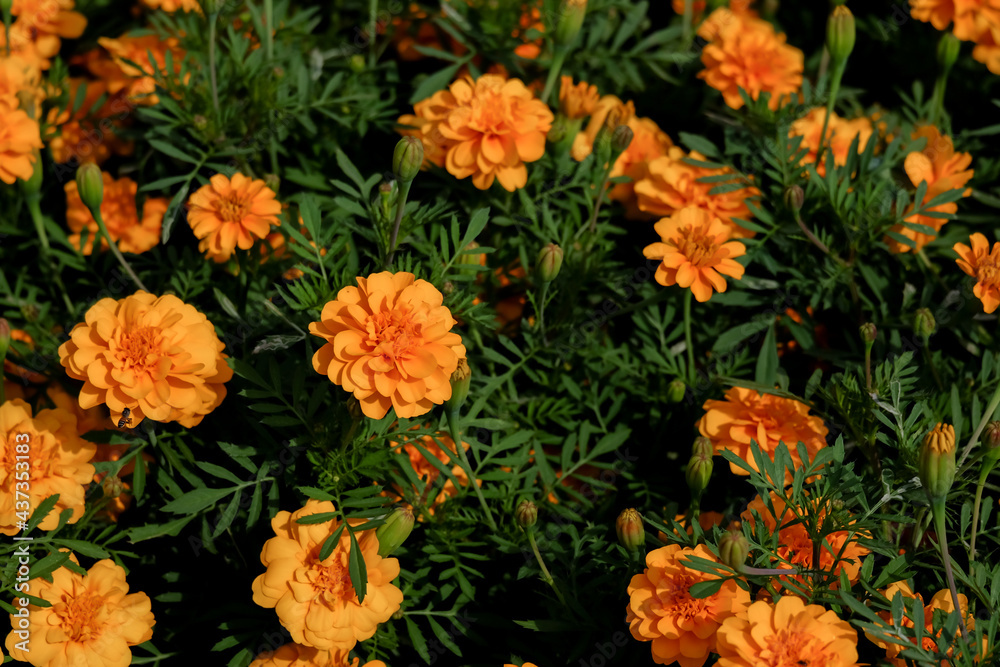Marigolds shades of yellow and orange, Floral background (Tagetes erecta, Mexican marigold, Aztec marigold, African marigold), at Suan Luang Rama 9 Park Marigolds shades of yellow and orange, Floral background (Tagetes erecta, Mexican marigold, Aztec marigold, African marigold), at Suan Luang Rama 9 Park