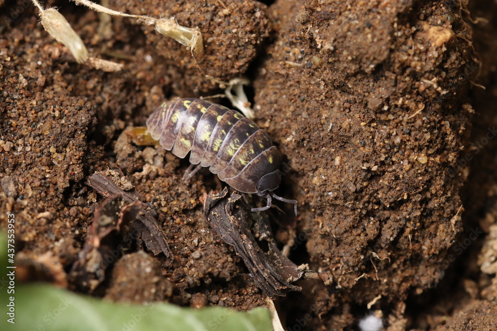 Roly poly on the ground Roly poly on the ground