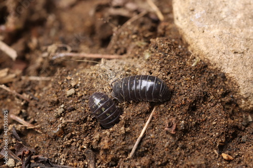 Roly poly on the ground