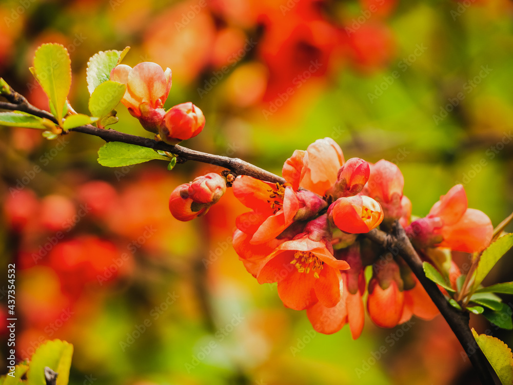 Red Flowering Quince. A branch of the Japanese quince with beautiful red flowers.