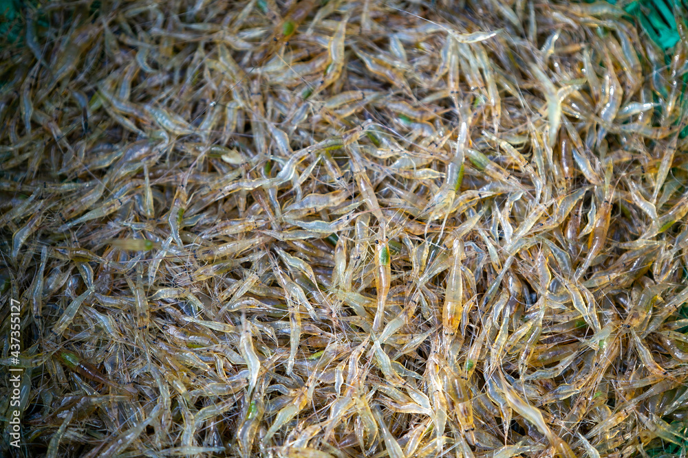 Shredded shrimp that are about to be cooked Shredded shrimp that are about to be cooked