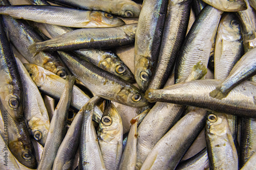 Obraz premium Fresh Baltic herring fish close-up. Macro Photo