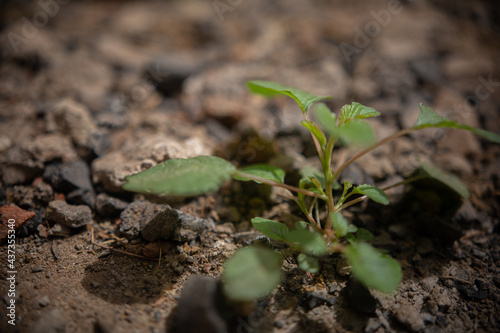 African eatable plants, growing in the wild