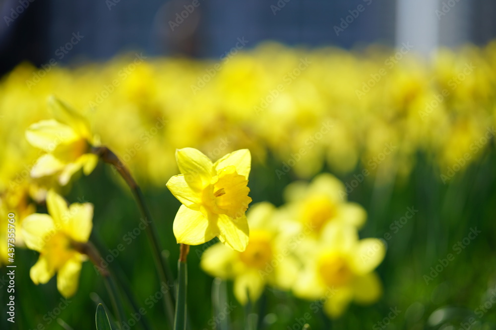 South Korea, Busan, Oryukdo Islands Park, narcissus, 한국, 부산, 오륙도 공원, 수선화 South Korea, Busan, Oryukdo Islands Park, narcissus, 한국, 부산, 오륙도 공원, 수선화
