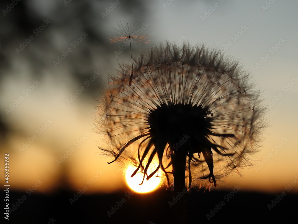 dandelion. photographed against the setting sun