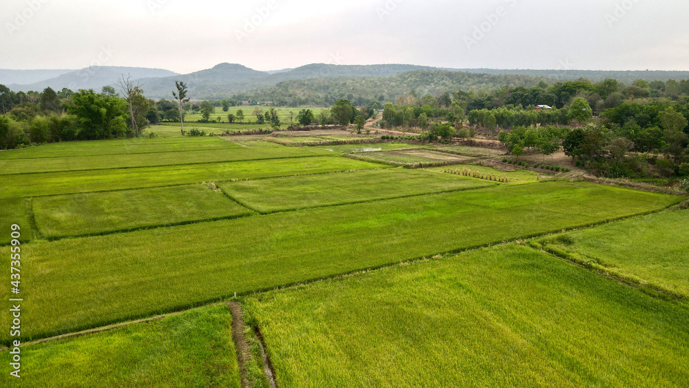 drone photo rice field with mountain landscape.