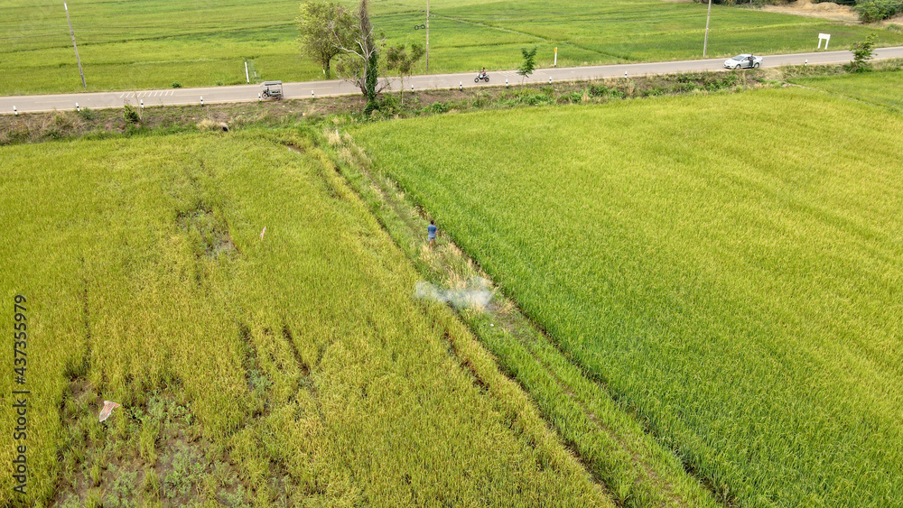 drone photo rice field with mountain landscape.