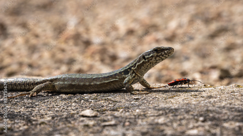lézard et pyrrhocore lézard et pyrrhocore