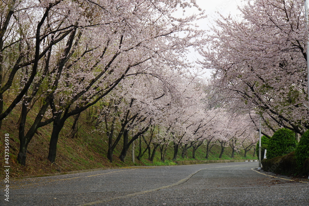 Obraz premium South Korea, Busan, Hwangryung Mountain, Cherry blossoms tunnel, 한국, 부산, 황령산, 벚꽃 터널, 봄꽃