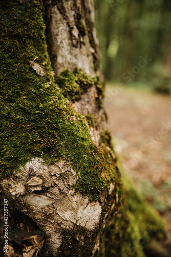 .moss on the tree, forest