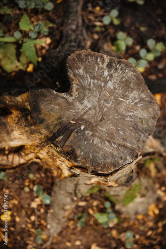 .stump in the forest