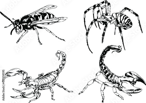 vector drawings sketches different insects bugs Scorpions spiders drawn in ink by hand   objects with no background  