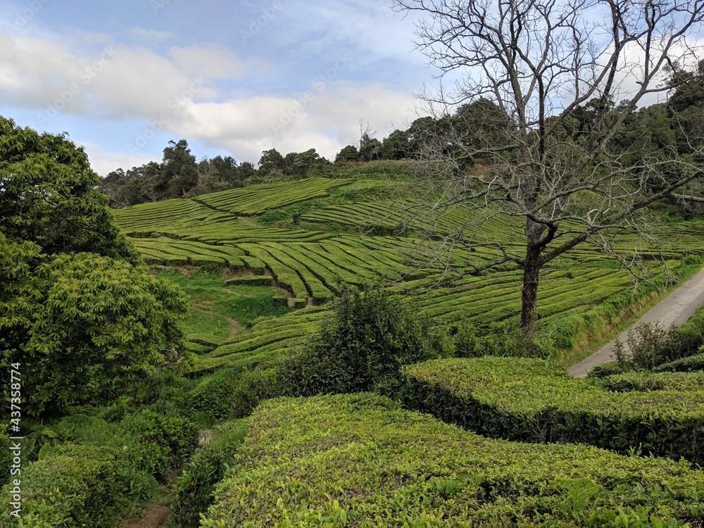 Tea plantation on the Azores