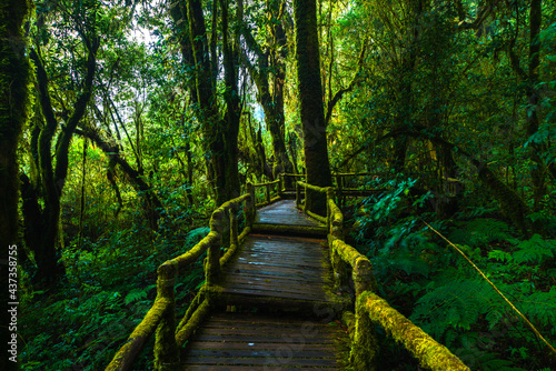 Beautiful forest path 