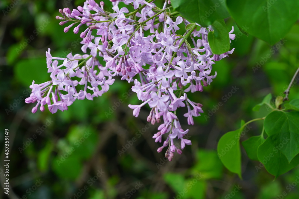 South Korea, Busan, UN memorial Park, Lilac Blossoms, 한국, 부산, UN기념공원, 라일락 South Korea, Busan, UN memorial Park, Lilac Blossoms, 한국, 부산, UN기념공원, 라일락