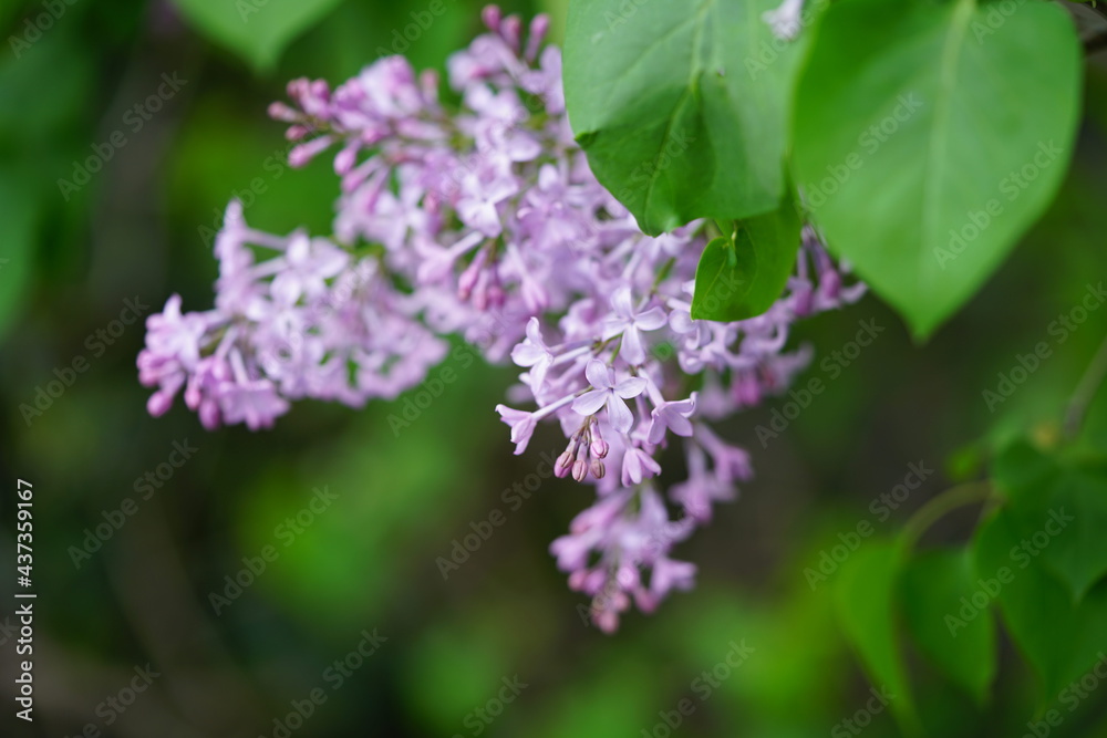 South Korea, Busan, UN memorial Park, lilac blossoms, 한국, 부산, UN기념공원, 라일락 South Korea, Busan, UN memorial Park, lilac blossoms, 한국, 부산, UN기념공원, 라일락