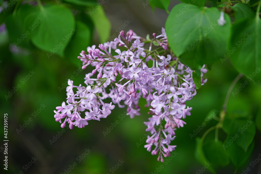 South Korea, Busan, UN memorial Park, lilac blossoms, 한국, 부산, UN기념공원, 라일락