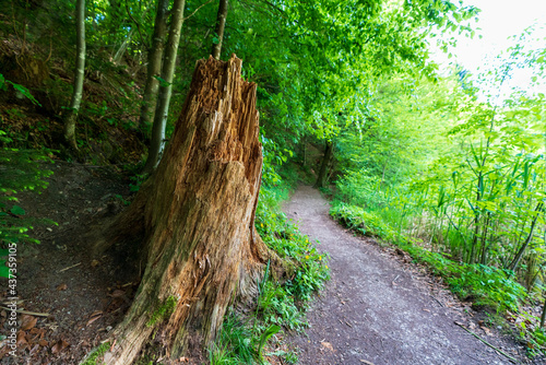 markanter Baumstumpf am Wanderweg am Reintalersee bei Kramsach photo