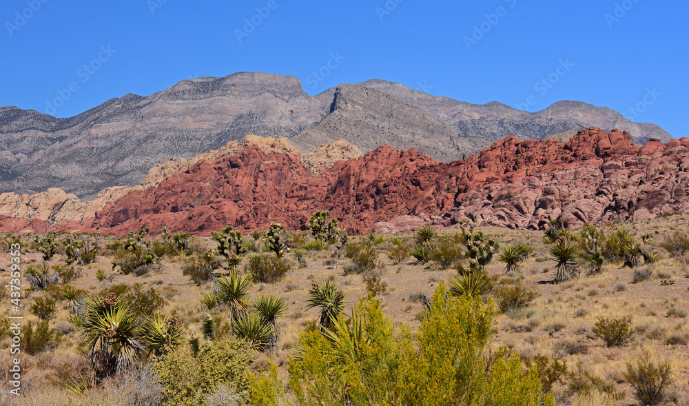 the  colorful, eroded rocks of red rock national conservation area and yucca plants in the mojave desert, near las vegas, nevada