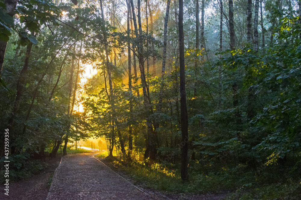 Obraz premium Sunbeams through the fog.