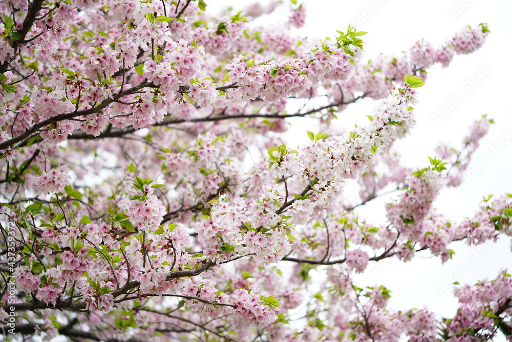South Korea, Busan, UN memorial Park, Cherry Blossoms, 한국, 부산, UN기념공원, 벚꽃 South Korea, Busan, UN memorial Park, Cherry Blossoms, 한국, 부산, UN기념공원, 벚꽃