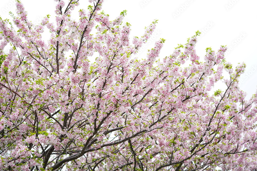 South Korea, Busan, UN memorial Park, Cherry Blossoms, 한국, 부산, UN기념공원, 벚꽃 South Korea, Busan, UN memorial Park, Cherry Blossoms, 한국, 부산, UN기념공원, 벚꽃