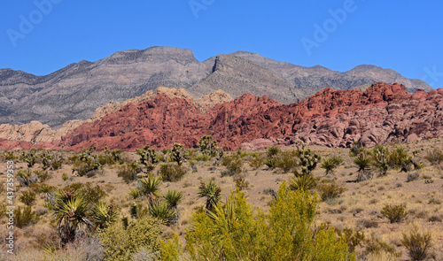 the colorful, eroded rocks of red rock national conservation area and yucca plants in the mojave desert, near las vegas, nevada