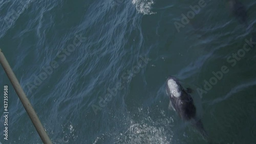 Group of white-sided dolphins jumps out of the water and turns over in the air