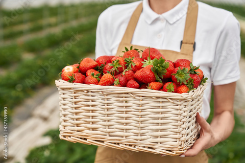 Close up of wicker basket full of fresh ripe strawberries that holding young woman in hands. Female gardener in apron cultivating seasonal fruits at greenhouse.