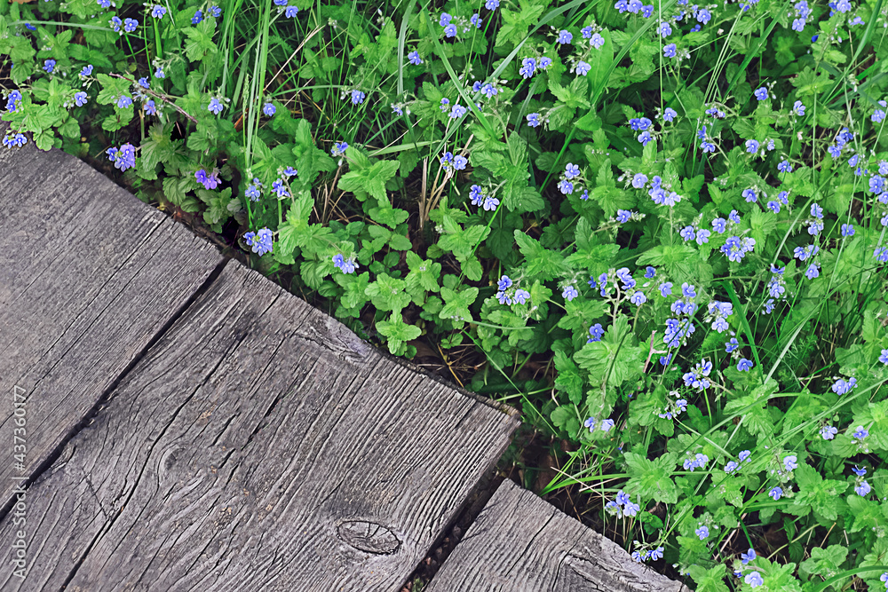 Small meadow wildflowers growing along a wooden boardwalk. Floral background, top view, horizontal position. High quality photo