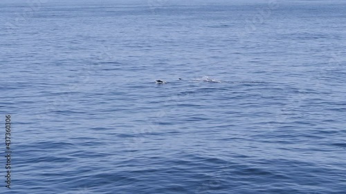 Gorgeous sealions jumps out of the water while hunting in the ocean