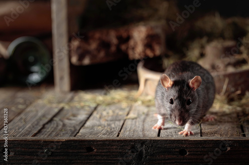 Photography Rat in an old wooden barn.