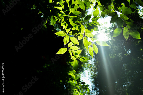 光が差し込む森