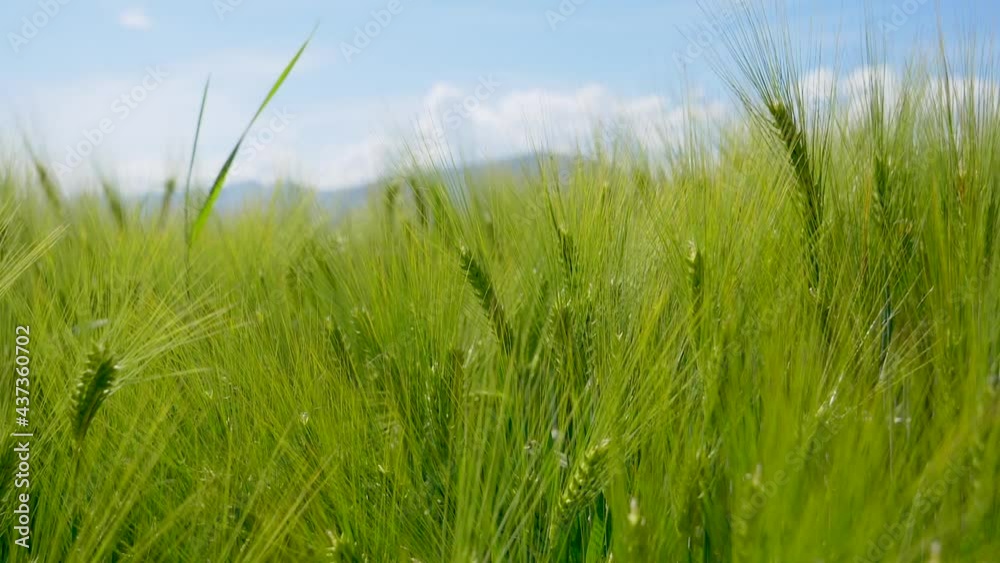 Dolly forward shot of green corn field in nature during beautiful sunlight in summer. Smooth cinematic zoom shot. Dolly forward shot of green corn field in nature during beautiful sunlight in summer. Smooth cinematic zoom shot.