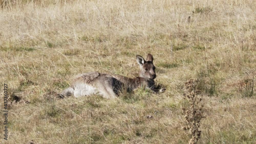Adorable Wallaby Lying Down And Resting On The Grass Under The Sunlight. wide shot Adorable Wallaby Lying Down And Resting On The Grass Under The Sunlight. wide shot