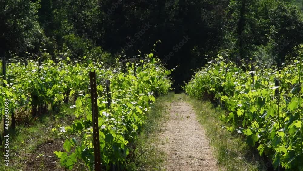 rows of young green vineyards in Tuscany in the Chianti Classico. Spring season, Italy