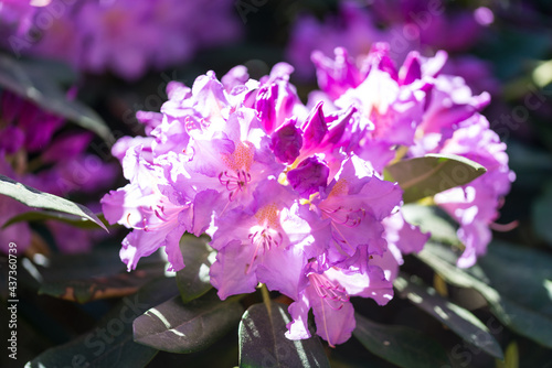 Rhododendron blooming flowers in the spring garden close up