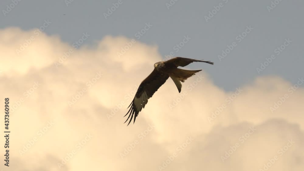 Red kite milvus soaring in the air during cloudy day and golden sunlight, close up track shot Red kite milvus soaring in the air during cloudy day and golden sunlight, close up track shot