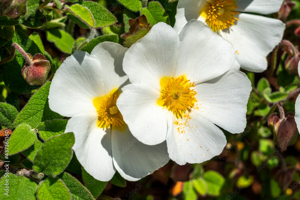 Cistus salviifolius a summer flowering compact shrub plant with a white summertime flower commonly known as sage leaved rock rose, stock photo image