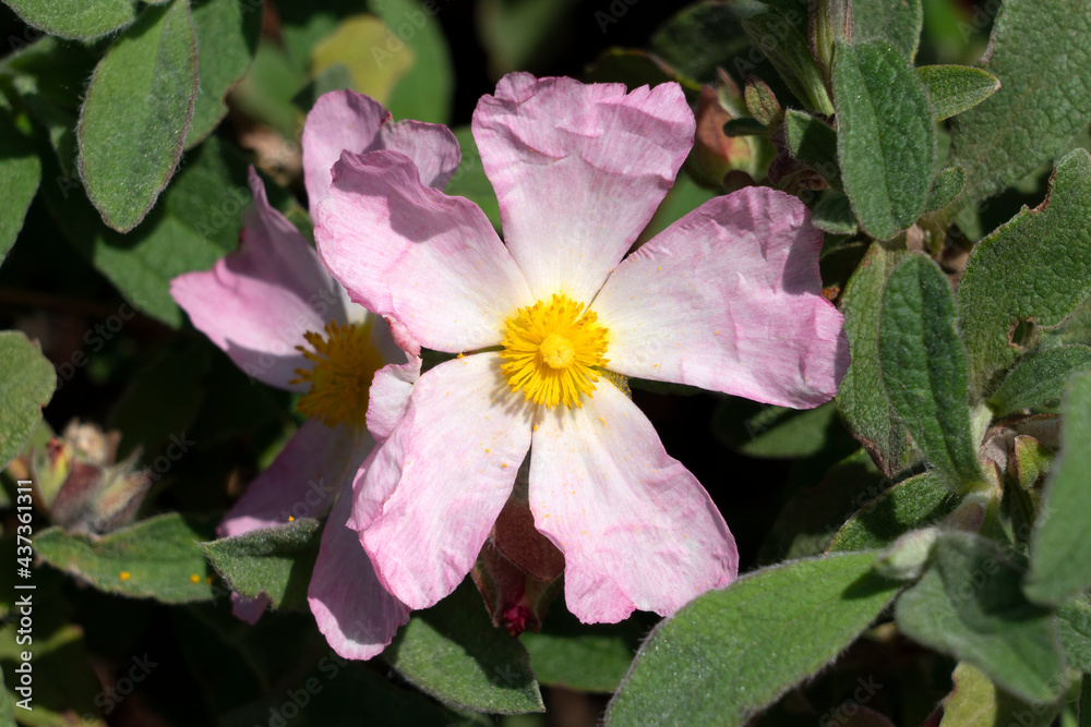 Cistus x lenis 'Grayswood Pink' a summer flowering compact shrub plant with a pink white summertime flower commonly known as rock rose, stock photo image Cistus x lenis 'Grayswood Pink' a summer flowering compact shrub plant with a pink white summertime flower commonly known as rock rose, stock photo image