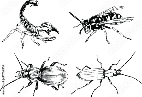 vector drawings sketches different insects bugs Scorpions spiders drawn in ink by hand , objects with no background © evgo1977