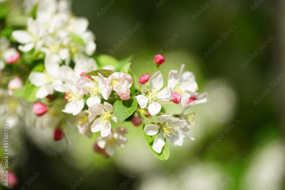 South Korea, Seoul, crab apple Blossoms, 한국, 서울, 꽃사과 South Korea, Seoul, crab apple Blossoms, 한국, 서울, 꽃사과