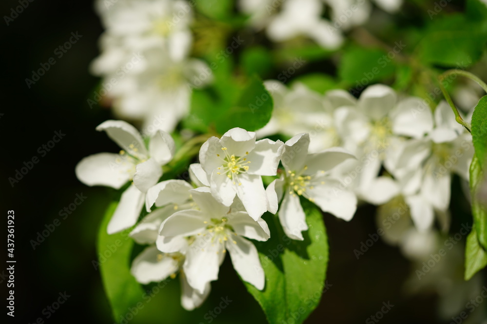 South Korea, Seoul, crab apple Blossoms, 한국, 서울, 꽃사과 South Korea, Seoul, crab apple Blossoms, 한국, 서울, 꽃사과