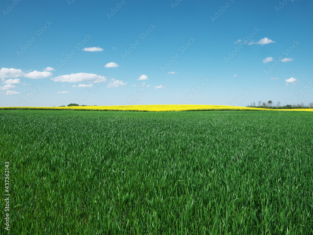 Rural field with different crops. Green, yellow, blue. Rural field with different crops. Green, yellow, blue.